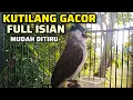 Lagu Suara Burung Kutilang Gacor full isian variasi mengajak lawan bunyi