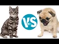 Project Cats Vs Dogs Classification Flask App