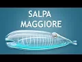 Elltharis - SALPA MAGGIORE 5