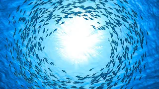 Fall Asleep In 5 Minutes Relaxing Sleep Music Soothing Relaxation Meditation Music 