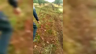 صيد الصلنج ديك الشتا السويداء سوريا رمية خارقة في بندقية عيا 9 مم 