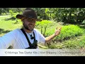 Download Lagu Grow Moringa as an Annual Herb in Your Garden | Replant Each Year | No Stress Mindset | Farm Vlog #1
