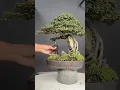 Lagu Bonsai Tree Care