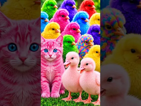 Tangkap Ayam Lucu, ayam warna warni, ayam rainbow, kelinci lucu, bebek lucu, ikan koi, Hewan Lucu