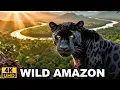 Lagu Aerial Amazing Amazon Jungle 4K – Wildlife, Rainforest \u0026 Rivers | Relaxing Film