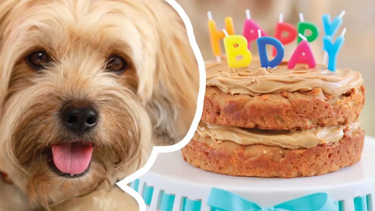 Gemma makes a Dog Birthday Cake for Waffles   Bigger Bolder Baking