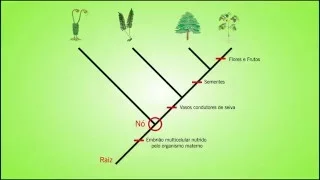 Biologia - Como ler um Cladograma
