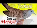 Download Lagu Perkutut lokal gacor suara besar - KUNG