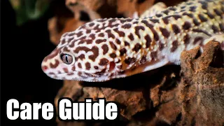 Complete Leopard Gecko Care Guide 2020