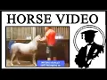 Do Not Watch The Horse