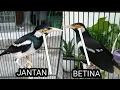 Download Lagu cara akurat membedakan jalak suren jantan betina
