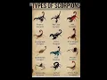 Download Lagu Types of scorpion | part 5 #shorts #trending # viral #shortvideo #officalvideo