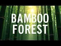 Japanese Bamboo Forest 4K Arashiyama Zen Atmosphere TV Wallpaper 12 Hours