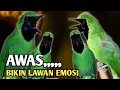 Lagu AWAS BIKIN LAWAN EMOSI, cucak ijo bahan pasti nyaut gacor 