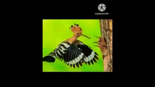 معلومات مثيره عن طائر الهدهد يقدم مهر للأنثى 