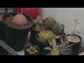 {Playlist} 대흥동 플랜트샵에서 식물들이 가을탈 때 듣기 좋은 느좋 알앤비 팝송 플레이리스트 | Groove & RnB & pop Playlist