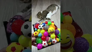 Cat Barsik Beads 🟢🌈 Dog 🐕 Reverse video