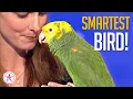 Download Lagu WHAT?! Echo The Talking Bird on AGT!