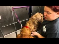60 seconds with a kennel worker