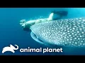 Steve s Favorite Creatures of SEASON 5 The Crocodile Hunter Animal Planet