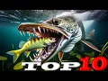 Top 10 Minnesota Lakes for Muskie Fishing