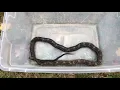 Meet Stanley our gray rat snake