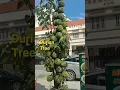 Lagu Durian Tree#Shorts#Durian fruits#shortsvideo