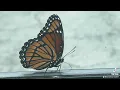 Butterfly love