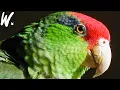 The Endangered Red-Crowned Amazon Parrot