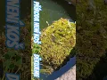 Download Lagu Sosáček zaboří do mechu a nasává vláhu s vůní mechů krásná včelka. Příroda Není Koš ♻️ Děkujeme