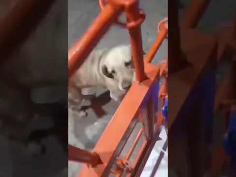 Este perrito compra su comida con basura 🥺 #viral  #shorts