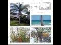 What Tree is that Identification Guide for North American Palm Trees Garrett s Tree Book