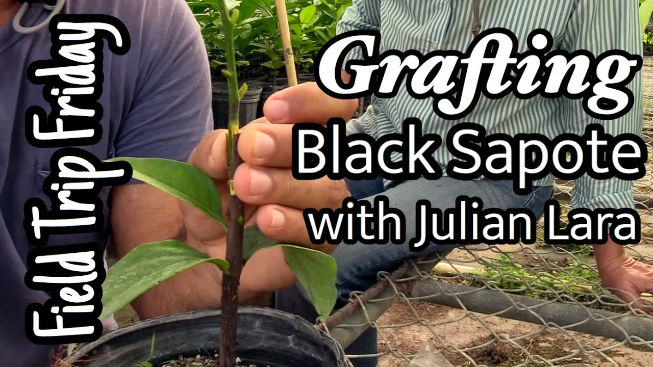 Field Trip Friday- Grafting Black Sapote with Julian Lara