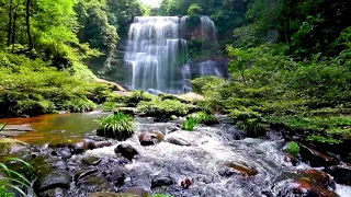 Cascade Stream flowing in the Forest Mountain Stream Nature Sounds for Sleep and Relaxation