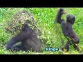 Download Lagu Adorable Gorilla🦍Ringo the little designer 👷🪵✨林戈是最可愛的小小設計師 MP3