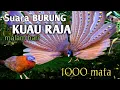 SUARA BURUNG 1000 MATA/KUAU RAJA SAAT MALAM HARI