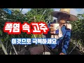 Download Lagu Peppers are expected to suffer damage due to extreme heat waves. Take precautions with this~