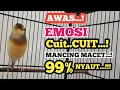 Download Lagu Kenari gacor berdiri CUIT NGEROL TAJAM TERAPI AMPUH Kenari MACET Pancingan Kenari Paud Belajar Bunyi