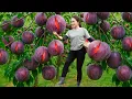 Download Lagu How to Harvest Dragon Vein Plum to sell – Country recipes!. Big Python is running away