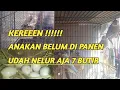 Lagu Sukses Beternak Burung Gelatik Belong / Jawa