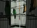Download Lagu SUARA BURUNG CUCAK HIJAU MASTERAN VIRAL 2024 \