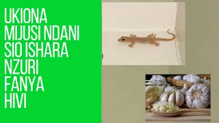 UKIONA MIJUSI NDANI YA NYUMBA FANYA HIVI HARAKA KABLA MAMBO MABAYA HAYAJAKUKUTA 