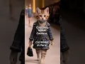 Download Lagu Chic Cat Struts at Paris Fashion Week in Chanel!
