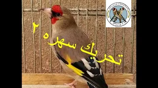 بهترین تحریک سهره دندنها