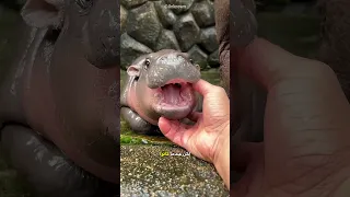 رجل تربطه صداقة مضحكة مع أفراس النهر Shorts 