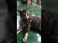 Download Lagu KUCING BELANG || BELANG KUCING #kucingkampung