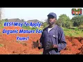BEST Way To Apply Organic Manure For Yams