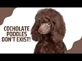 POODLE COLORS EXPLAINED Truths Misconceptions Toy poodle breeder