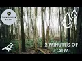 Lagu 2 Minutes of Calm | Nature Sounds 2 Mins | Relax/Relaxation | Birds Singing/ /Peace/Meditation |