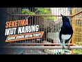 suara BURUNG kacer GACOR ngeplong KONSLET Tarung ini Paling Ampuh buat PANCINGAN KACER agar EMOSI